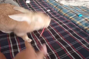 The atomic rabbit... | Funny Rabbit Vine | Cute Bunny | A specifically meme...