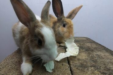 Rabbits eating asmr cabbage | bunny cute