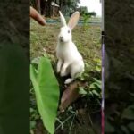 খরগোস||A cute bunny.||