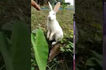 খরগোস||A cute bunny.||