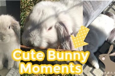 Strawberry The Bunny Cute Moments