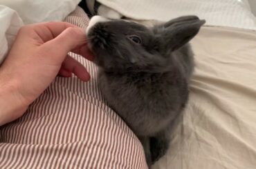 RABBIT CUDDLE IN THE MORNING - TZUPI VLOG #1