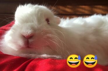 cute rabbit 🐰🌼💕