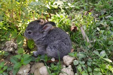 Cute rabbit 😍😘♥️