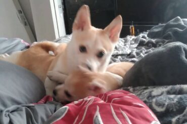 baby lolla Bunny Scout is overjoyed cute puppy kisses