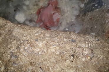 BABY BUNNY RABBIT NEWBORN