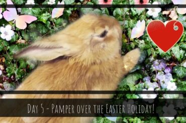 Mr. Rabikin - Day 5 - Cute Rabbit