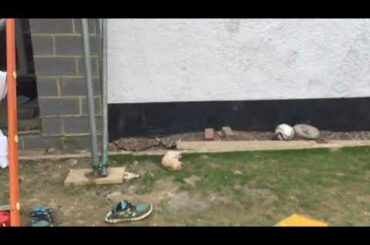 Pros and cons of rabbits! Cute slo mo videos of Roxie!!!