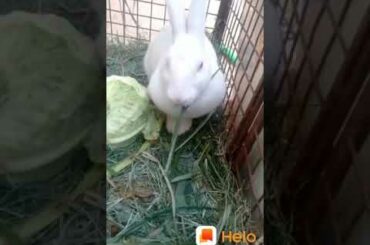 Cute rabbit WhatsApp status