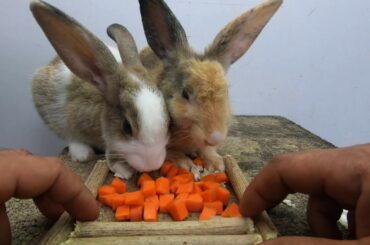 Rabbits eating carrot asmr | Bunny cute