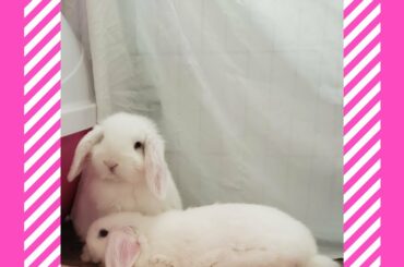 Cute bunnies playing.  Bunnycam