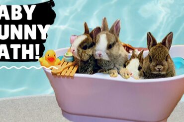 Four Cuddly Baby Bunnies Take a Bunny Bath, The Cutest Most Adorably Funny Animal Video 美学