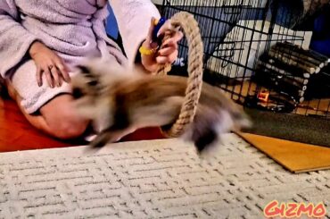 Rabbit Tricks Gizmo The Baby Lionhead Rabbit- Slow mo & stillshots of high hoop jump.Staying home