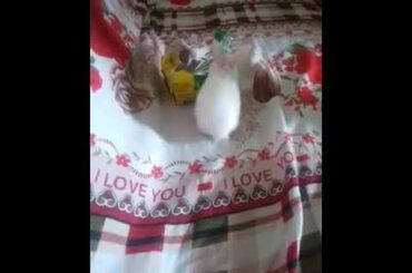 Baby rabbit eating biscuit