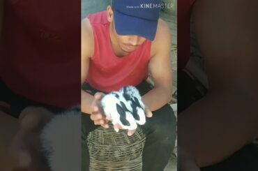 My Cute Rabbit baby's