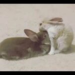 Baby bunnies grooming SO SWEET🐰💗💙