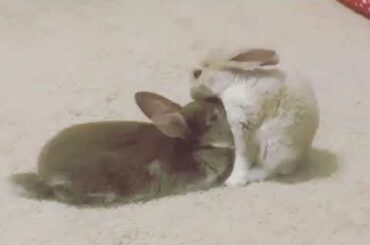 Baby bunnies grooming SO SWEET🐰💗💙