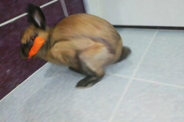 Rabbit Trying To Eat Carrot Tied With Rope