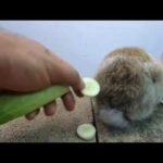 Rabbits eating asmr Cucumbers | bunny cute eating​ #1