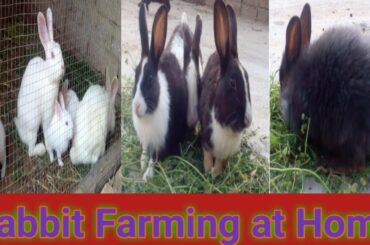 How to Start Rabbit Farming at Home || Rabbit Farming in 2020 || Khargosh Farming