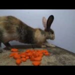 Rabbits eating asmr carrots| bunny cute eating