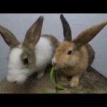 Rabbits eating asmr bean | bunny cute eating