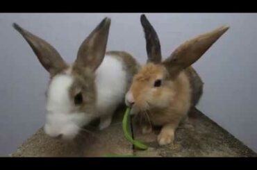 Rabbits eating asmr bean | bunny cute eating