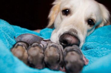Golden Retriever and Baby Bunnies 3 days old [CUTENESS OVERLOAD]