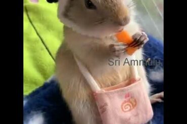 Cute rabbit eating Carrot