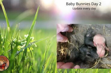 Baby Bunnies Day 2