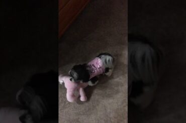 Cutest little Dog & her Bunny Rabbit.