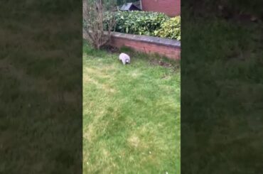 Nothing more cute, than a little bunny doing a binky