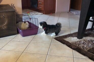 Cute puppy Roxy wants to play with bunny