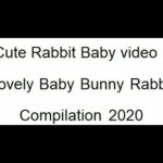 Cute Rabbit Baby Video,Lovely Baby Bunny Rabbit Compilation April 2020