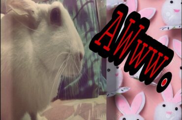 My Little Cute Rabbit Owww...