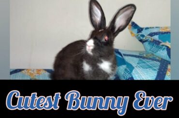 Cutest Bunny Ever! Watch Till The End | Laboni Das