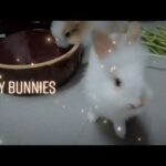T-Rex the bunny - cute bunny drink water