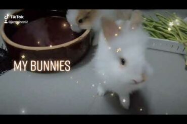 T-Rex the bunny - cute bunny drink water