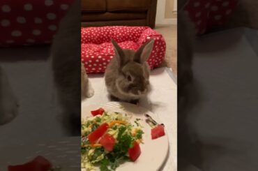 Baby Bunnies eating dinner 🐰💗💙