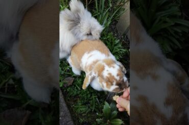 Frankie and Shelby Bunny Rabbits eating their treats