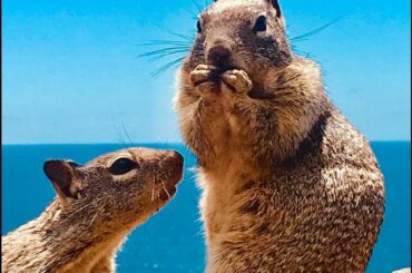 14 Animals being cute pictures | brown rabbit on green grass during da..