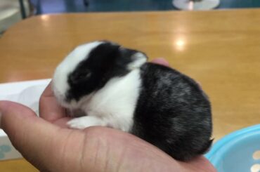 Rabbit baby🐰 うさぎの世界　マツコちゃん可愛い