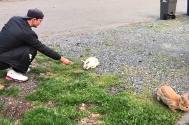 Cutest bunny does yoga stretch!