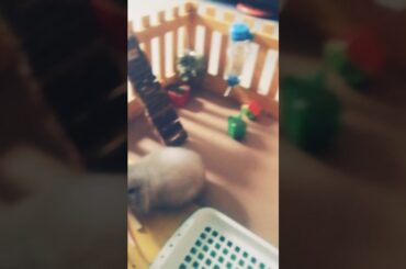 cupcakes is the little bunny he is cute❤️❤️❤️🐇🐇