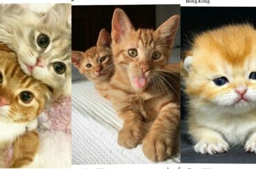 Cute baby animals compilation ❤ | Cutest Cats love expression | ❤ most beautiful cats ever #1 funny
