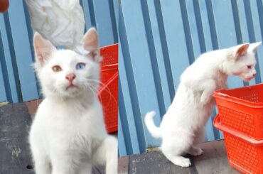 Baby Cats - Cute and Funny Cat Videos Compilation #1 | Funny and Cute Pets| Funny Cat