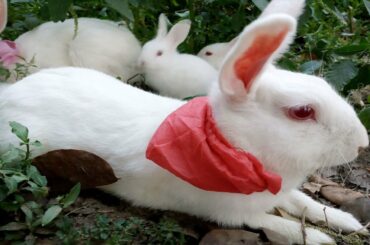 Corona mask using rabbits, fanny baby,cute fanny rabbits,খরগোশ ও মাক্স পরে,কথা শুনে।