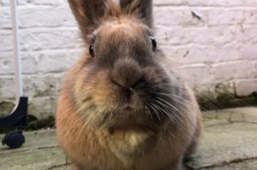 BUNNY BEING SUPER CUTE!!!