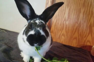 Cilantro goes CRUNCH! Cute Bunny Eating - 50 second ASMR Video