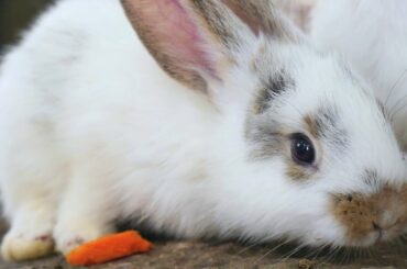 4K Cute Rabbit Video For Free